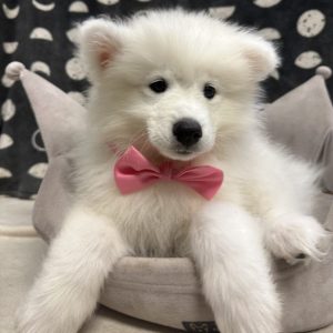 Male Samoyed Born: 4/17/25 $1899.99 USDA# 48-A-2193