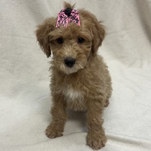 Female Mini Goldendoodle Born: 1/5/26 $2099.99  USDA# 46-A-0270