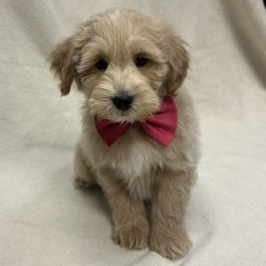 Male Mini Goldendoodle Born: 1/5/26 $2099.99 USDA# 46-A-0270