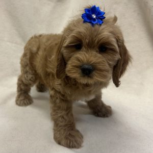 Female Cockapoo (Cocker Spaniel x Poodle) Born: 1/2/26 $1999.99 USDA# 47-B-0126