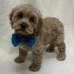 Male Cockapoo (Cocker Spaniel x Poodle) Born: 1/2/26 $1899.99 USDA# 47-B-0126