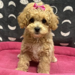 Female Maltipoo x Poodle (Maltese x Poodle) Born: 4/10/25 $2099.99 USDA# 48-A-2193