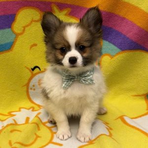 Male Pomeranian Born: 6/28/26 $2299.99 USDA# 