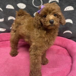 Female Maltipoo x Poodle (Maltese x Poodle) Born: 4/10/25 $2099.99 USDA# 48-A-2193