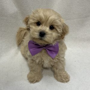 Male Pooshi (Poodle x Shih Tzu) Born: 1/3/26 $1899.99 USDA# 47-A-0620 USDA# 47-B-0126