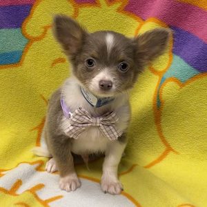 Male Chihuahua Born: 6/24/26 $2299.99 USDA# 47-B-0126