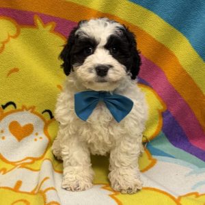 Male Bernedoodle x Poodle Born: 7/1/26 $2399.99 USDA# 47-B-0126