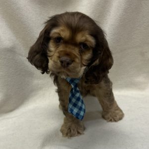 Male Cocker Spaniel Born: 1/7/26 $1899.99 USDA# 47-B-0126