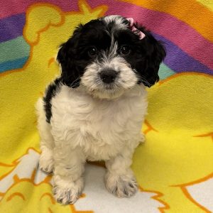 Female Bernedoodle x Poodle Born: 7/1/26 $2299.99 USDA# 47-B-0126