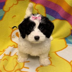 Female Bernedoodle x Poodle Born: 6/28/26 $2399.99 USDA# 47-B-0126