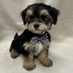 Male Morkie (Maltese x Yorkie) Born: 1/7/26 $1999.99 USDA# 47-B-0126