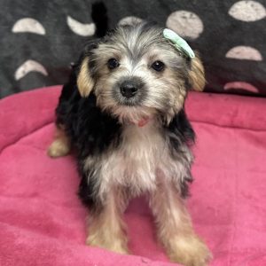 Female Morkie (Maltese x Yorkie) Born: 7/14/25 $1799.99 Now $1299.99! USDA# 47-B-0126