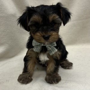 Male Yorkshire Terrier Born: 1/11/26 $2499.99 USDA# 47-B-0126