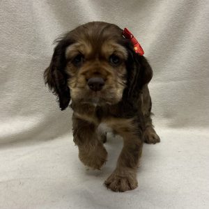 Female Cocker Spaniel Born: 1/7/26 $1899.99 USDA# 47-B-0126