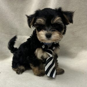 Male Morkie (Maltese x Yorkie) Born: 1/7/26 $2199.99 USDA# 47-B-0126