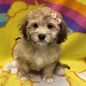 Female Cavanese (cavalier x Havanese) Born: 6/19/26 $1699.99 USDA# 47-B-0126