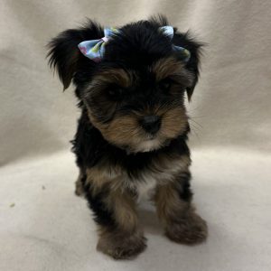 Female Yorkshire Terrier Born: 1/11/26 $3299.99 USDA# 47-B-0126