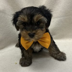 Male Yorkshire Terrier Born: 1/11/26 $2699.99 USDA# 47-B-0126