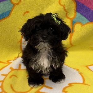 Female Yorkiepoo (Yorkie x Poodle) Born: 5/10/26 $1699.99 USDA# 47-B-0126