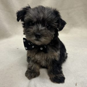 Male Yorkiepoo (Yorkshire Terrier x Poodle) Born: 1/8/26 $2099.99 USDA# 47-B-0126