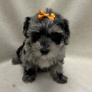 Female Yorkiepoo (Yorkshire Terrier x Poodle) Born: 1/8/26 $2099.99 USDA# 47-B-0126