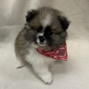 Male Pomeranian Born: 1/2/26 $2699.99 USDA# 47-B-0126
