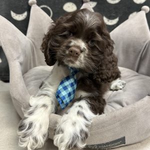 Male Cocker Spaniel Born: 5/4/25 $1899.99 USDA# 47-B-0126