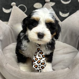 Male Mini F1B Bernedoodle  Born: 5/9/25 $2499.99 USDA# 47-B-0126