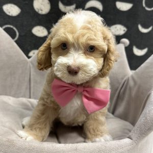 Male Mini F1BB Goldendoodle  Born: 5/8/25 $2099.99 USDA# 47-B-0126