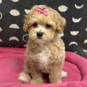 Female Mini F1BB Goldendoodle  Born: 5/8/25 $2099.99 USDA# 47-B-0126