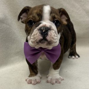 Male English Bulldog Born: 1/18/26 $4299.99 USDA# 47-B-0126