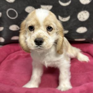 Female Cocker Spaniel Born: 4/21/25 $1899.99 USDA# 47-B-0126