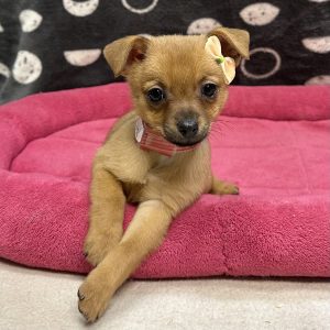 Female Pomchi (Pomeranian x Chihuahua) Born: 8/14/25 $1899.99 USDA# 47-B-0126