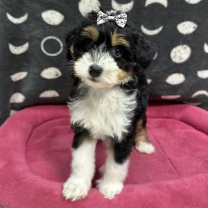 Female Mini F1B Bernedoodle  Born: 5/9/25 $2499.99 USDA# 47-B-0126