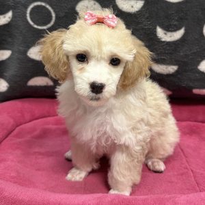 Female Mini Poodle  Born: 5/1/25 $1799.99 USDA# 47-B-0126