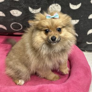 Female Pomeranian Born: 4/20/25 $1999.99 USDA# 47-B-0126