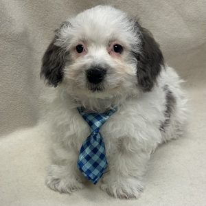 Male Pekepoo (Pekingese x Poodle) Born: 12/31/25 $1599.99 USDA# 73-A-2831