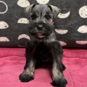 Female Mini Schnauzer Born: 5/9/25 $1899.99 USDA# 47-B-0126