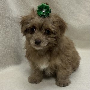 Female Pekepoo (Pekingese x Poodle) Born: 12/31/25 $1899.99 USDA# 73-A-2831
