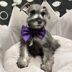 Male Mini Schnauzer Born: 4/21/25 $1799.99 USDA# 47-B-0126
