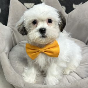 Male Havashu (Havanese x Shih Tzu) Born: 4/13/25 $1499.99 USDA# 47-B-0126