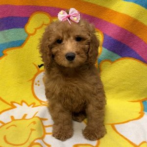 Female Mini Goldendoodle Born: 7/7/26 $1999.99 USDA# 46-A-0270 