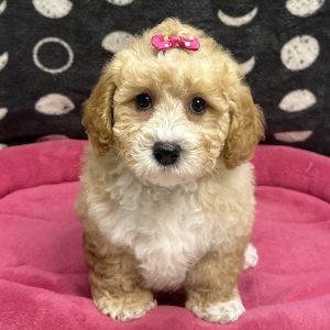 Female Mini Goldendoodle x Poodle (F1BB) Born: 8/15/25 $2099.99 USDA# 47-B-01268/15/25