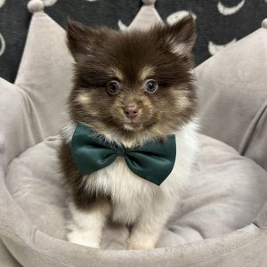 Male Pomeranian Born: 5/7/25 $2299.99 USDA# 47-B-0126