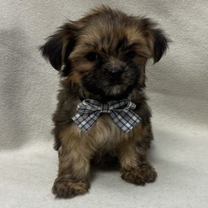 Male Shorkie (Shih Tzu x Yorkie) Born: 1/11/26 $2199.99 USDA# 47-B-0126