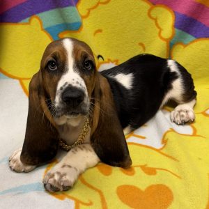 Male Basset Hound Born: 6/25/26 $1899.99 USDA# 46-A-0417
