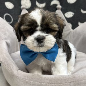 Male Shorkie (Shih Tzu x Yorkie) Born: 5/9/25 $1899.99 USDA# 47-B-0126