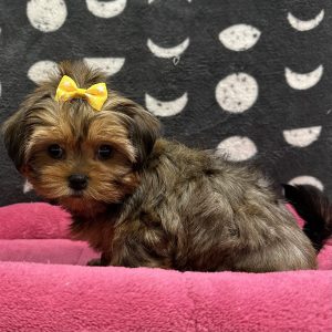 Female Shorkie (Shih Tzu x Yorkie) Born: 4/30/25 $2199.99 USDA# 47-B-0126