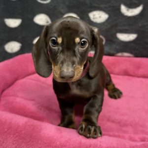 Female Dachshund Born: 5/7/25 $2599.99 USDA# 47-B-0126