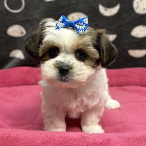 Female Shorkie (Shih Tzu x Yorkie) Born: 5/9/25 $1999.99 USDA# 47-B-0126